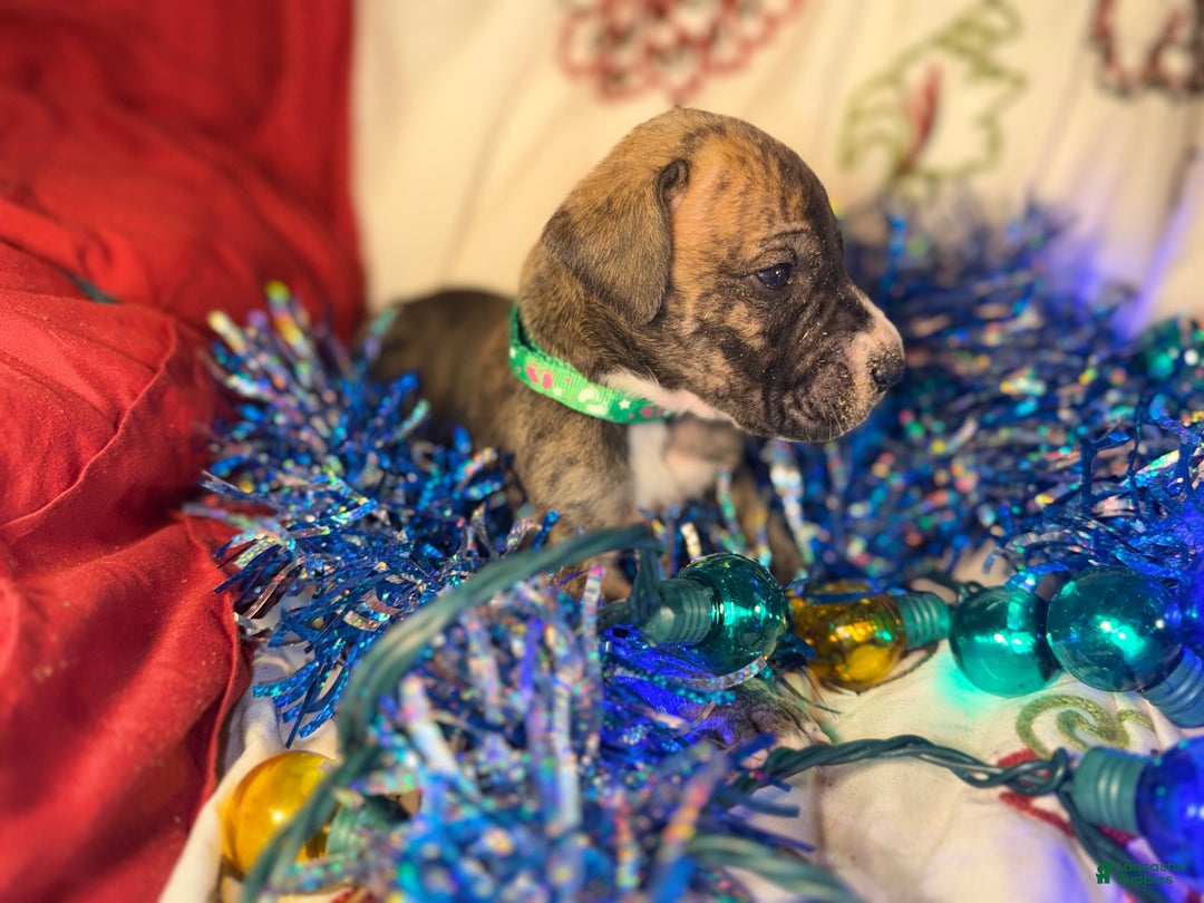 Great Dane dogs for sale: Max - Ad 16