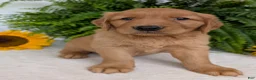 Golden Retriever dogs for sale: Buddy  - Ad 14