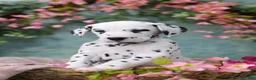 Dalmatian dogs for sale: Dalmatian Puppy 4 - Ad 3