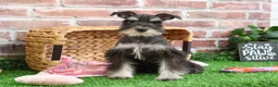 Miniature Schnauzer dogs for sale: Rita - Ad 12