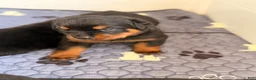 Rottweiler dogs for sale: Rottweiler Puppy 6 - Ad 8