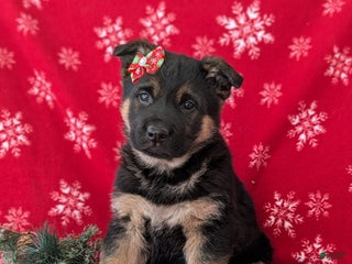 German Shepherd dogs Clarissa - Ad 4