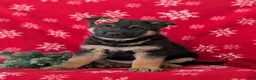 German Shepherd dogs for sale: Clarissa - Ad 1