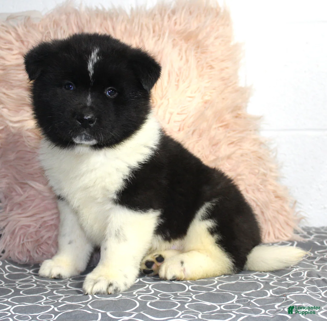 Akita dogs for sale: Ranger - Ad 16