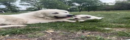 Great Pyrenees dogs for sale: Pink - Ad 9