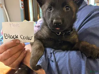 Mixed Breed dogs for sale: Mixed Breed Puppy 2 - Ad 2