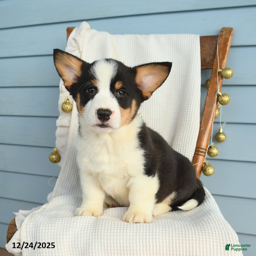 Welsh Corgi Pembroke dogs Samson  - Ad 8