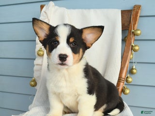 Welsh Corgi Pembroke dogs Samson - Ad 8