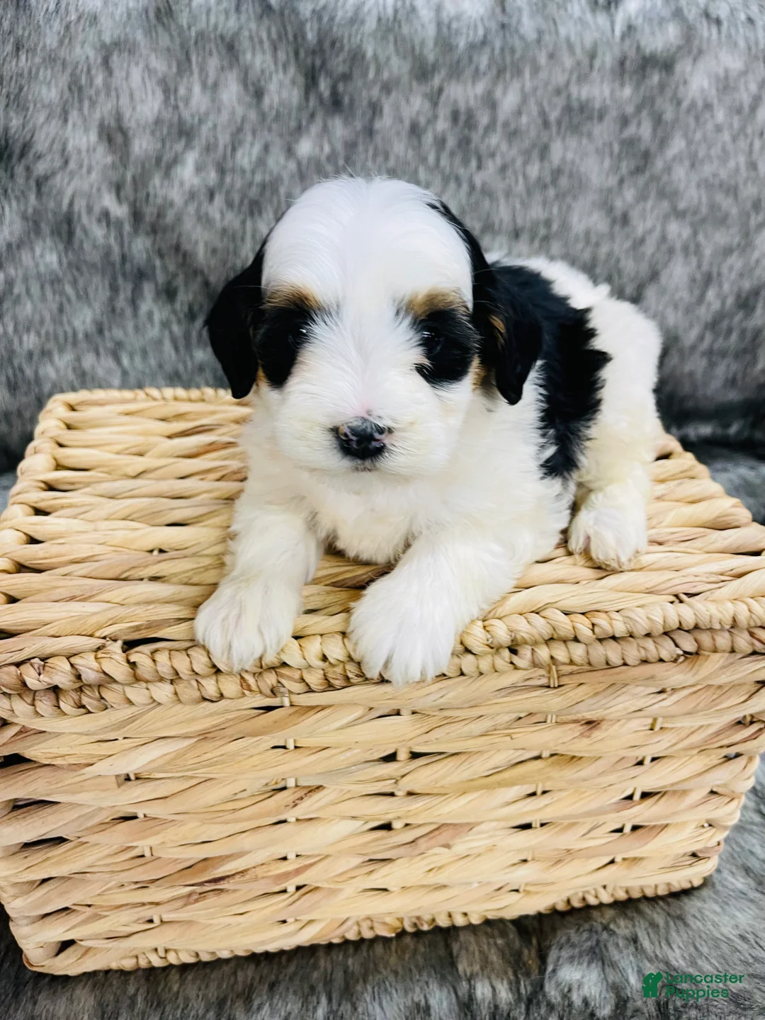 Mini Bernedoodle dogs for sale: Mini Bernedoodle Daisy - Ad 1