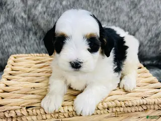 Mini Bernedoodle dogs Mini Bernedoodle Daisy - Ad 17