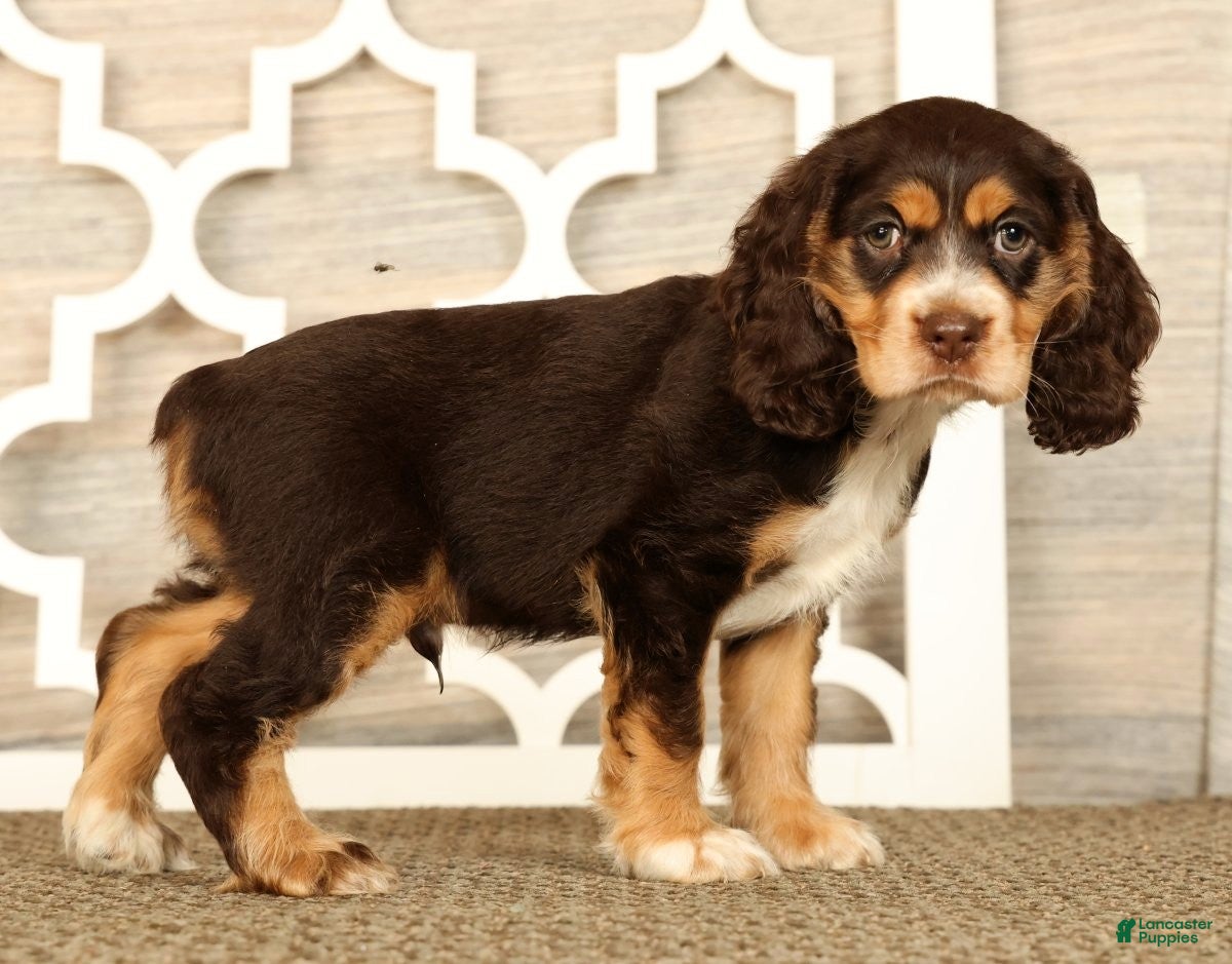 Cocker Spaniel dogs Thomas - Ad 1