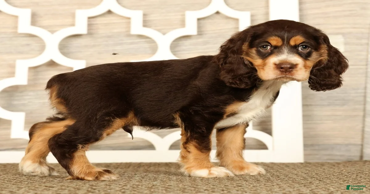 Merry Cocker様L Merle Cocker Spaniel Puppies for sale | Lancaster Puppies