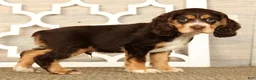 Cocker Spaniel dogs for sale: Thomas - Ad 1