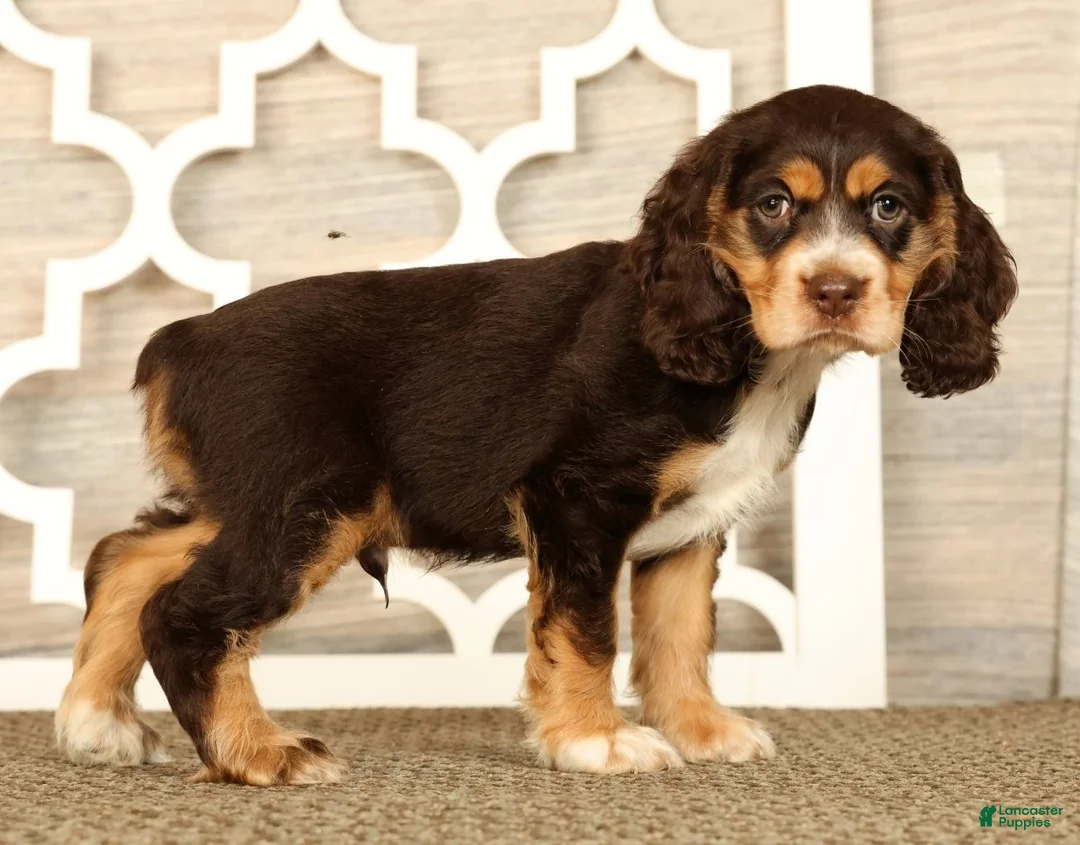 Cocker Spaniel dogs for sale: Thomas - Ad 1