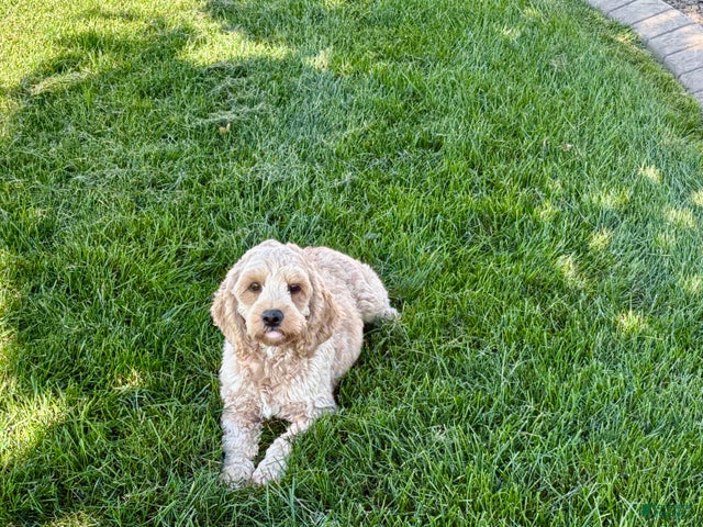 Cockapoo Puppy 1 for sale in Nappanee | Lancaster Puppies