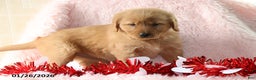 Golden Retriever dogs for sale: Lacey - Ad 4