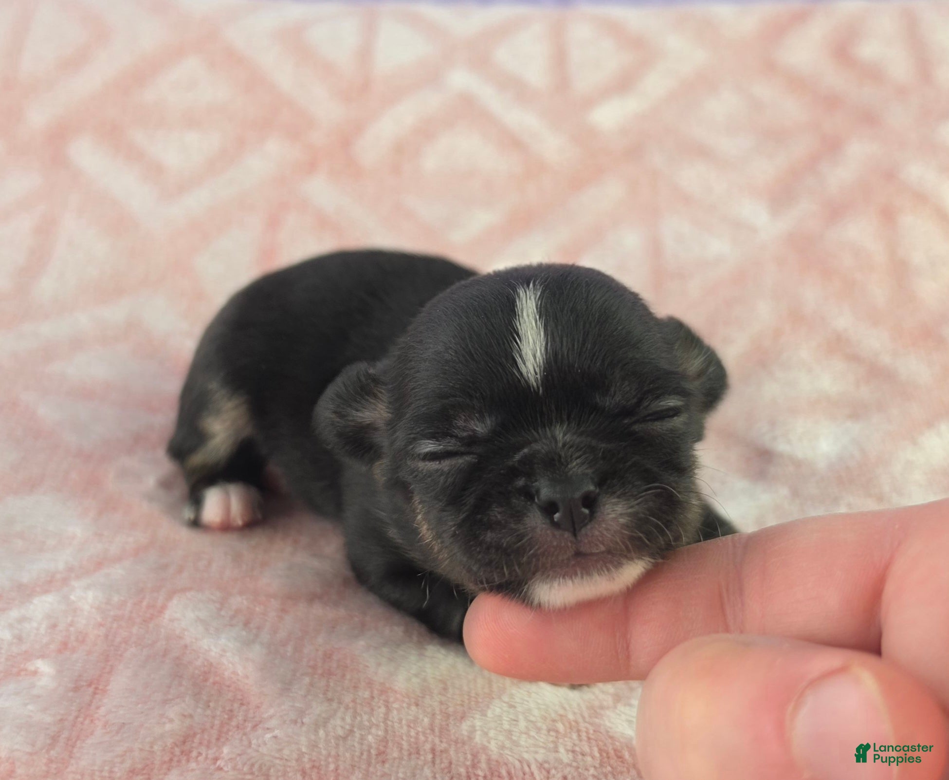 Chihuahua dogs AKC Charlotte - Ad 2