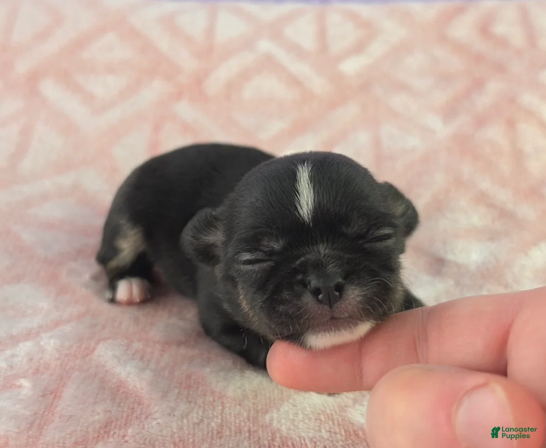 Chihuahua dogs for sale: AKC Charlotte - Ad 2