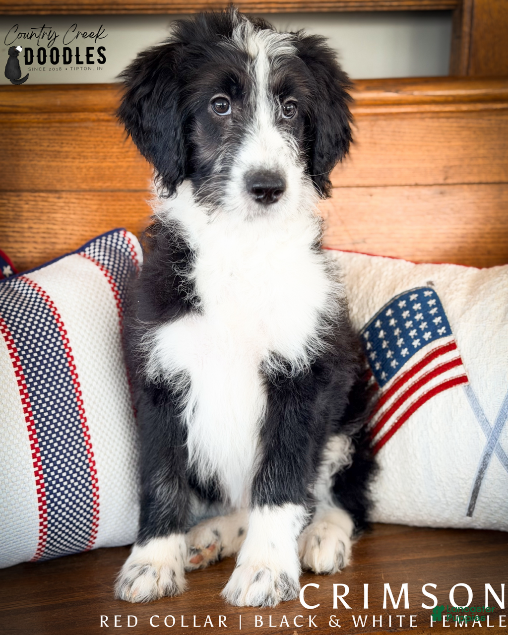Aussiedoodle dogs for sale: Crimson - Ad 1