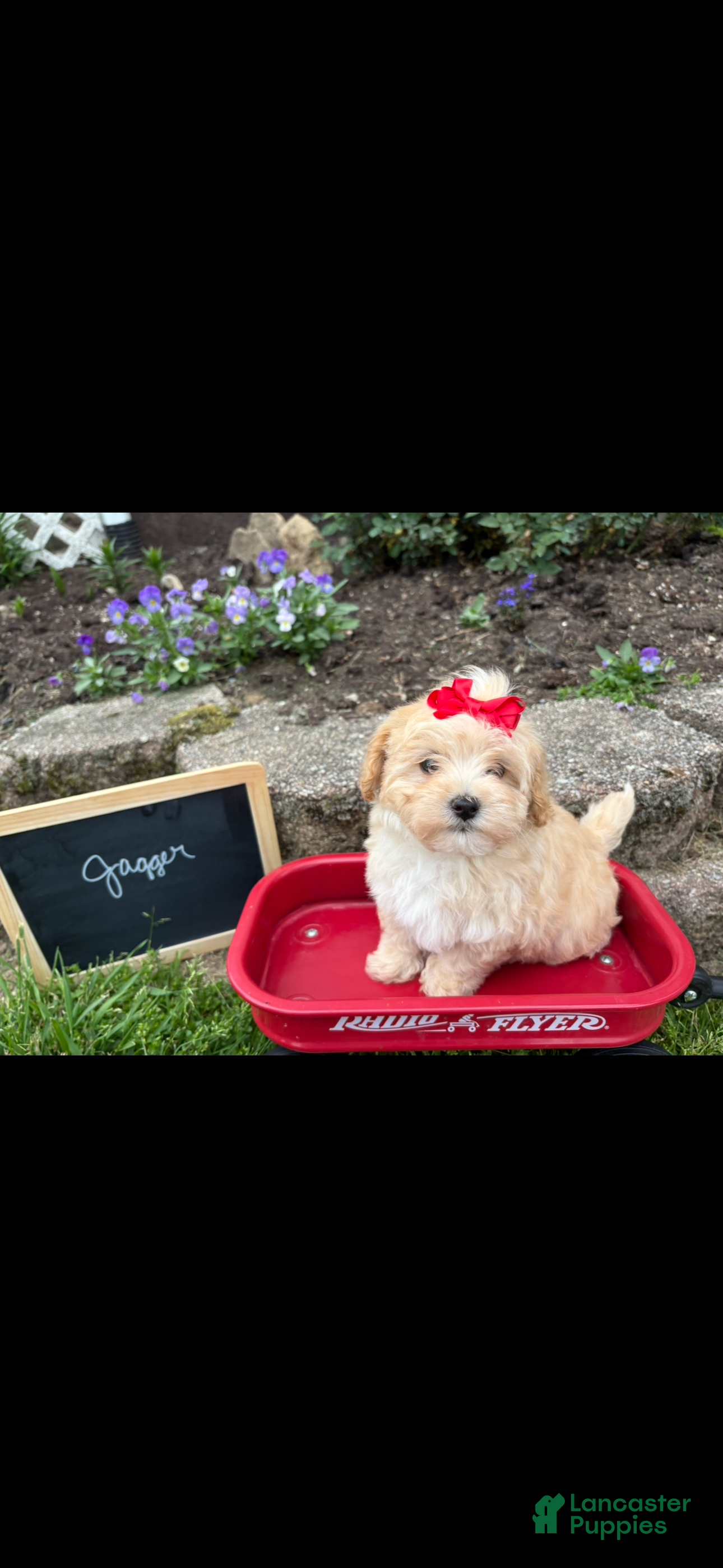 Maltipoo dogs Jagger - Ad 2