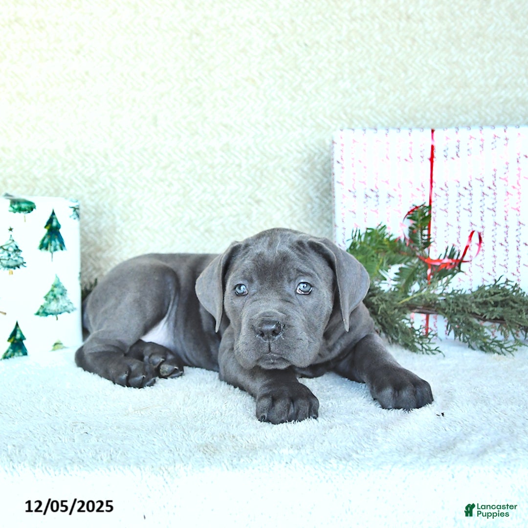 Cane Corso dogs for sale: Max - Ad 4