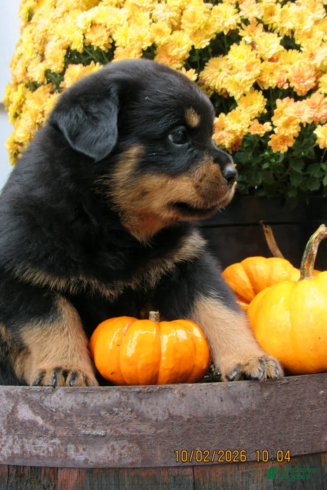 Rottweiler dogs for sale: Rottweiler 1 Rayne - Ad 3