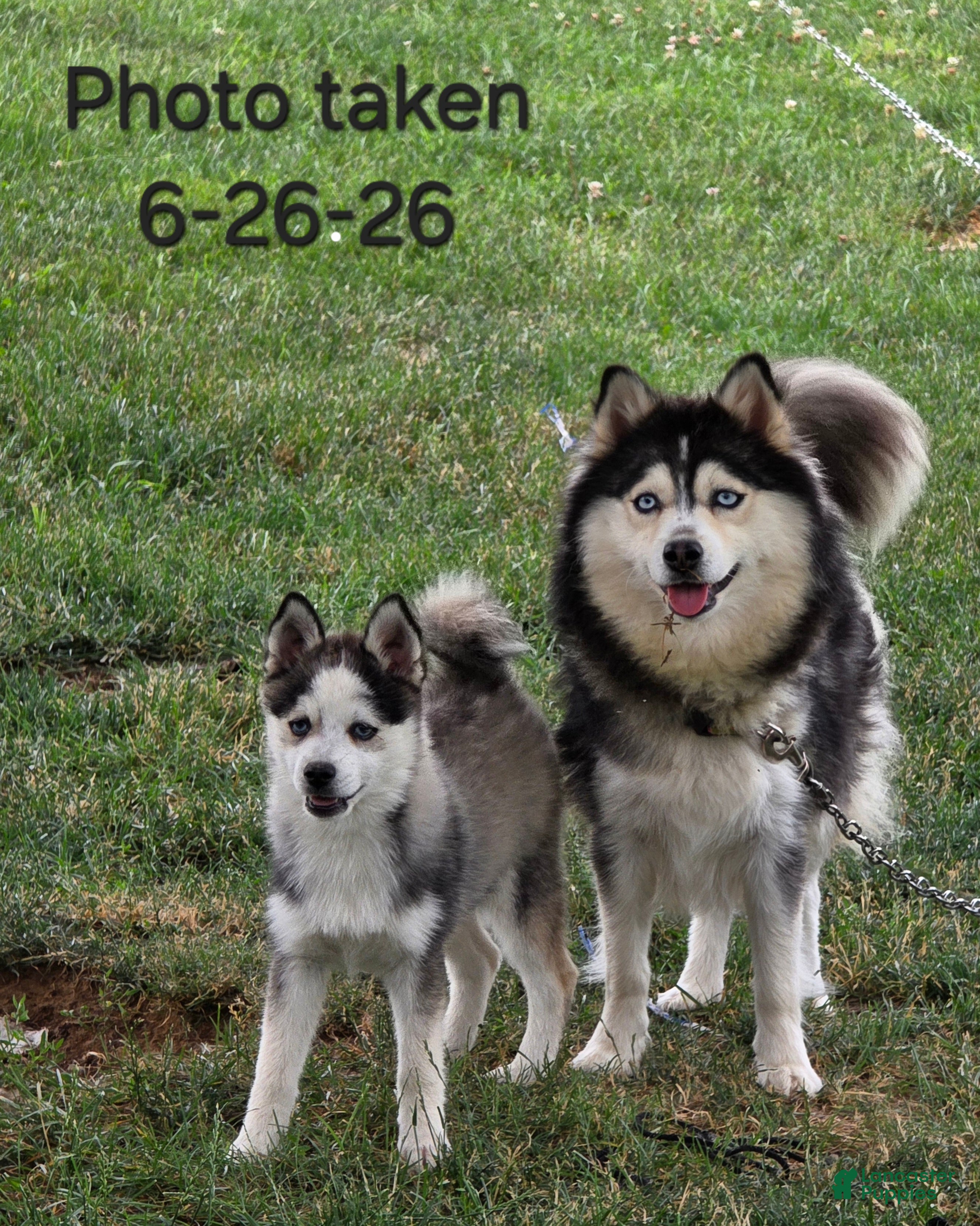 Pomsky dogs Aki - Ad 2
