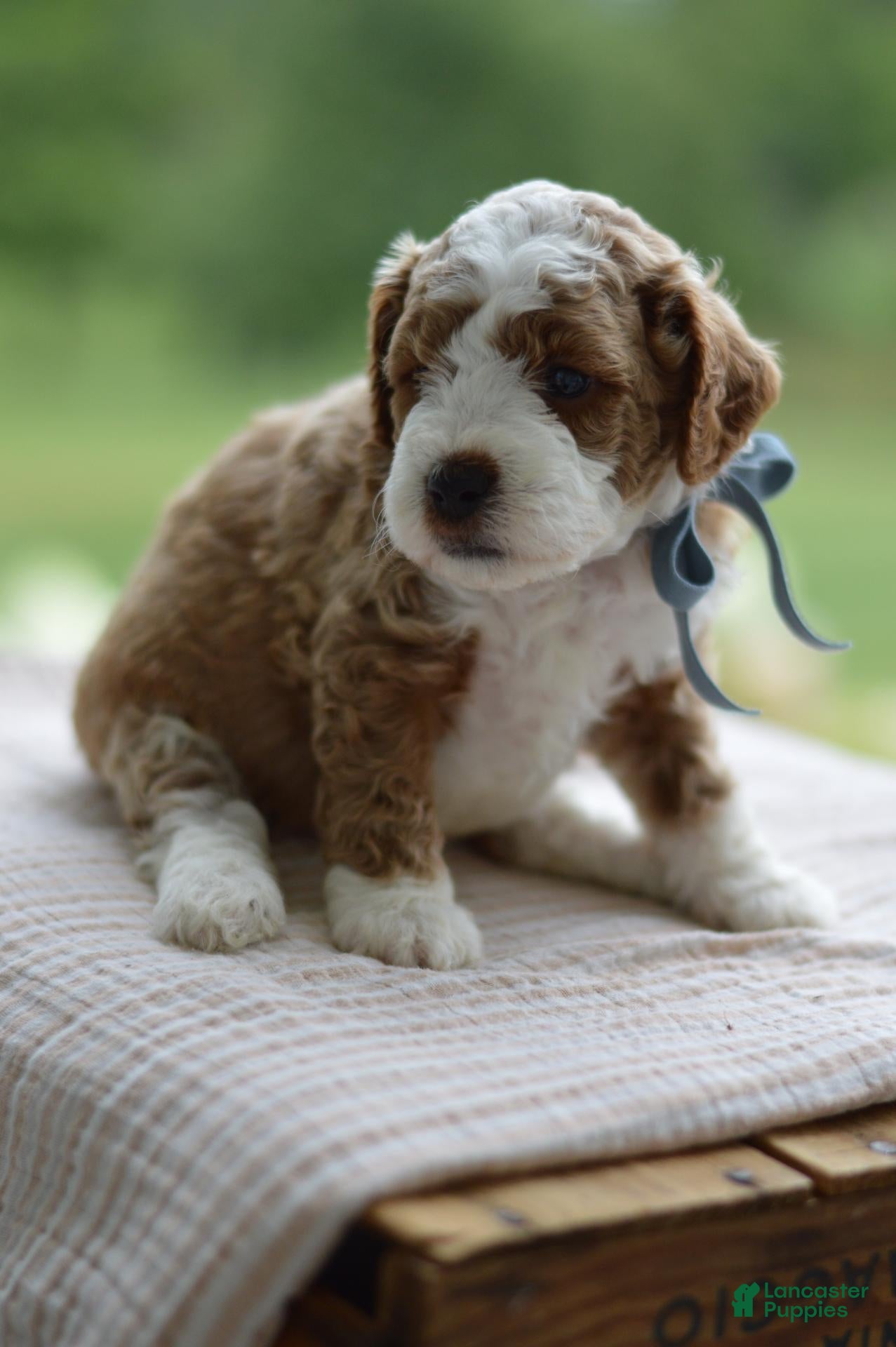 Mini Goldendoodle dogs September - Ad 1