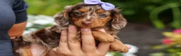 Miniature Dachshund dogs for sale: Isabelle🩷  - Ad 16