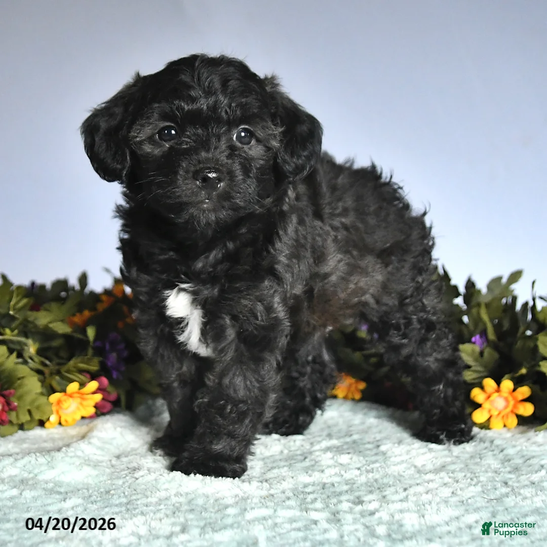 Mixed Breed dogs for sale: Prince   - Ad 3