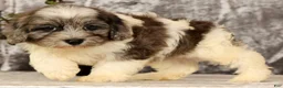 Havapoo dogs for sale: Snickers - Ad 9