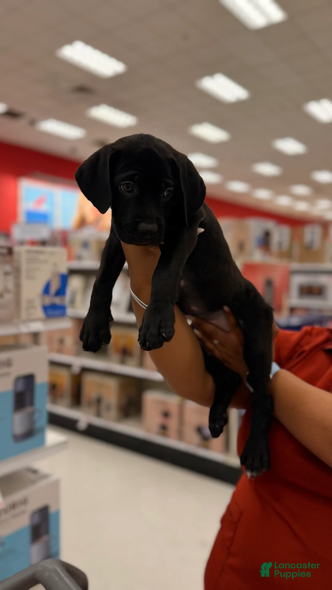 Cane Corso dogs for sale: Cane Corso 2 - Ad 1