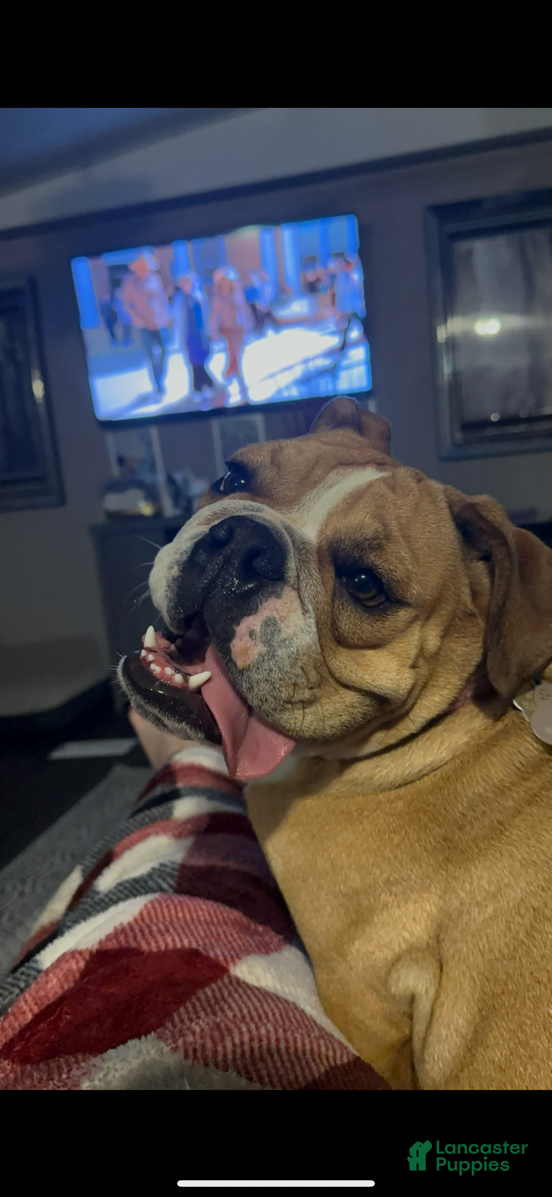 English Bulldog dogs for sale: English Bulldog Puppy 1 - Ad 1