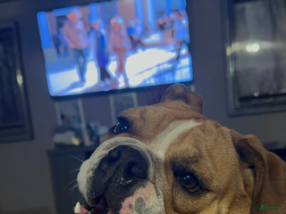 English Bulldog dogs English Bulldog Puppy 1 - Ad 22