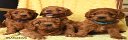 Cavapoo dogs for sale: Snoopy - Ad 5