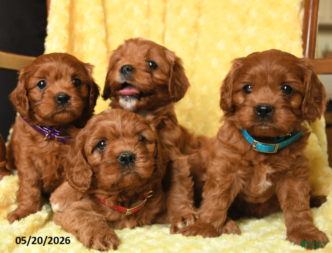 Cavapoo dogs for sale: Snoopy - Ad 5