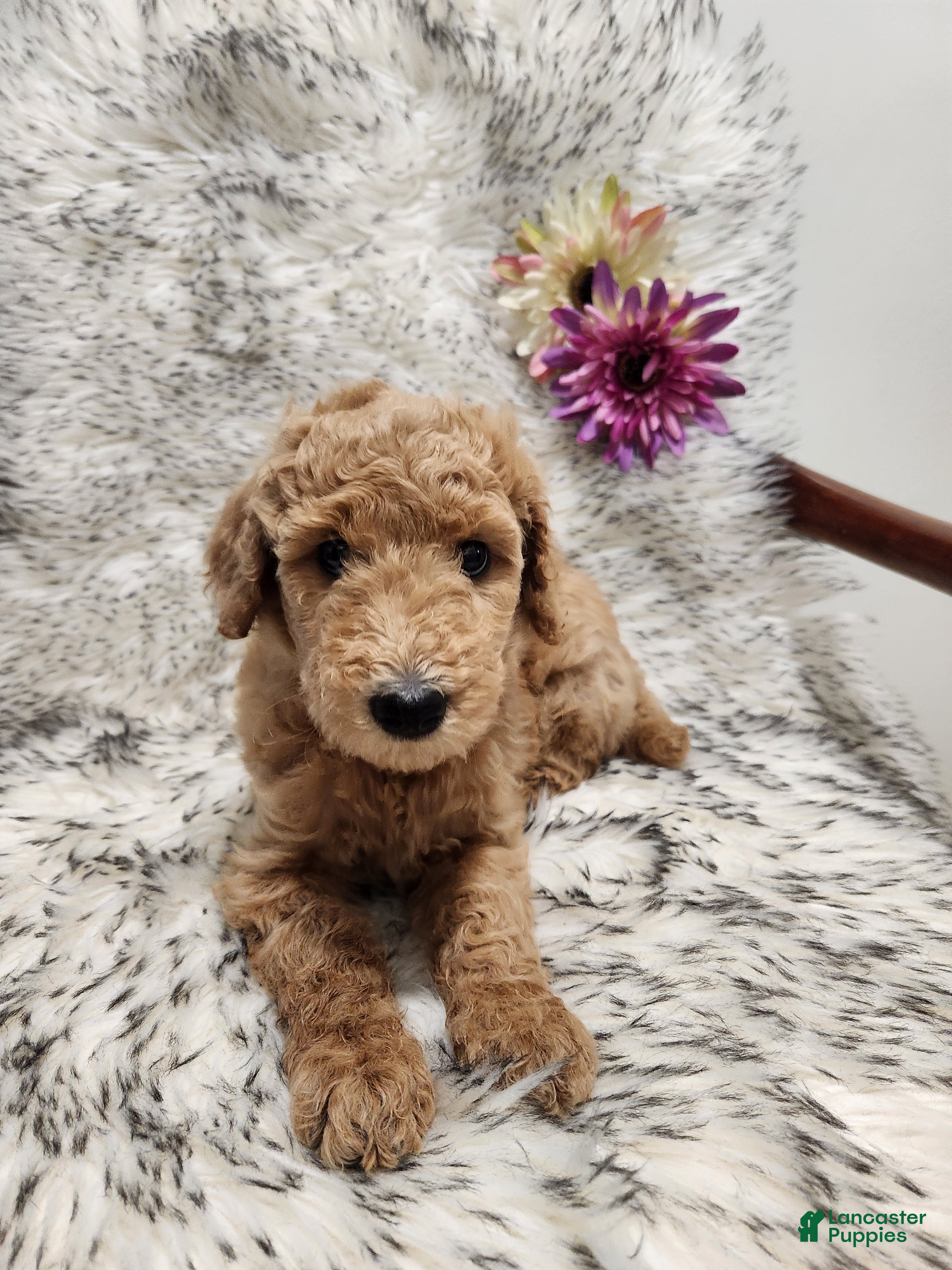 Standard Poodle dogs Baby - Ad 5
