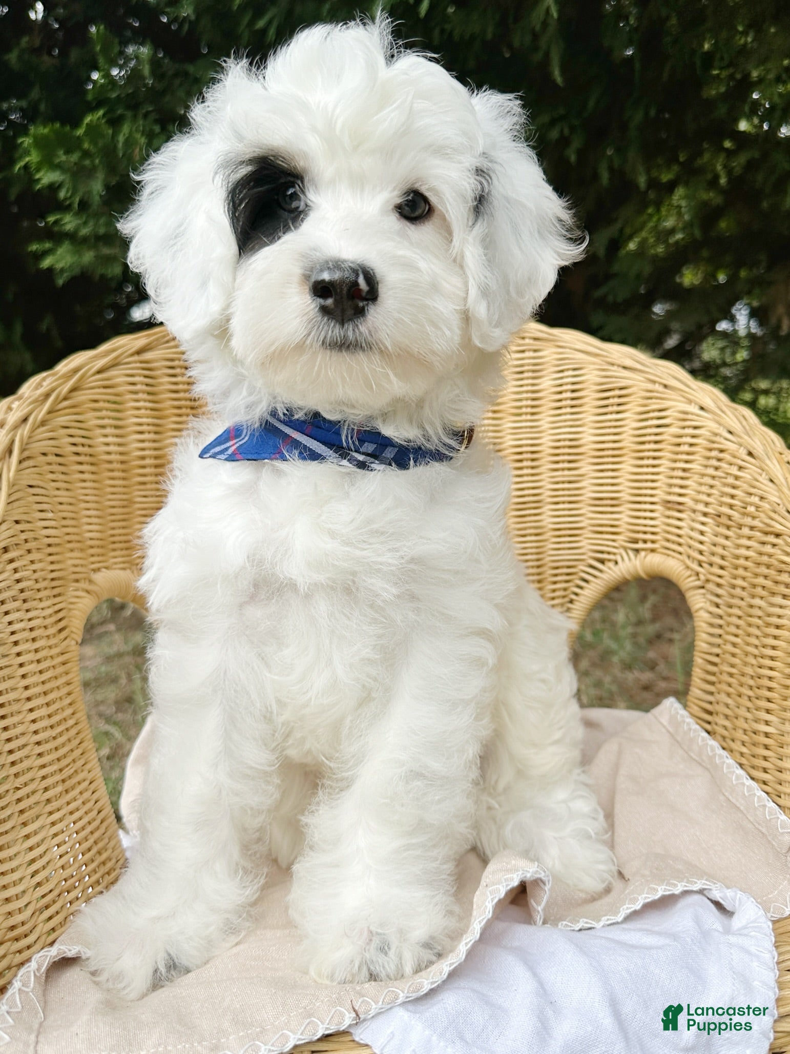 Mini Bernedoodle dogs 🛥️ 👨‍✈️ 🌊 SAILOR 🌊 👨‍✈️ 🛥️  - Ad 1