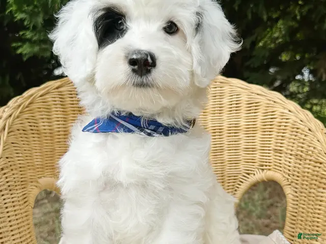Mini Bernedoodle dogs for sale: SAILOR 👨✈️ TRAINED w OFA parents - Ad 1