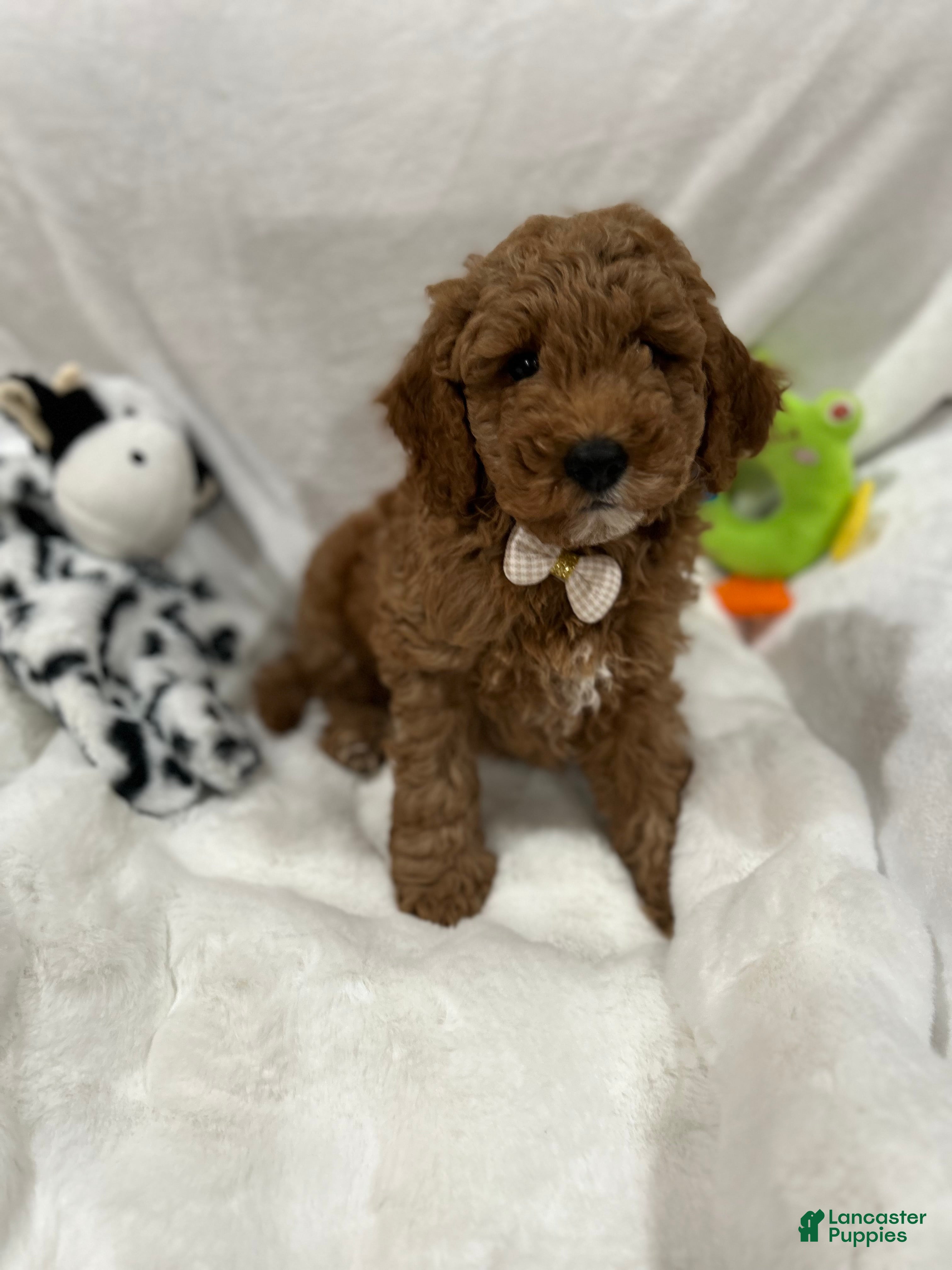 Mini Goldendoodle dogs for sale: Petite Valentino Mini Goldendoodle Puppy 1 - Ad 3