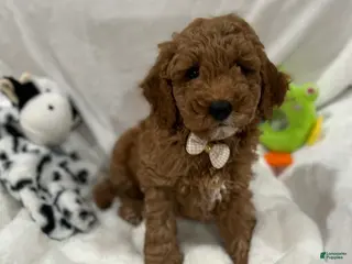 Mini Goldendoodle dogs for sale: Petite Valentino Mini Goldendoodle Puppy 1 - Ad 3