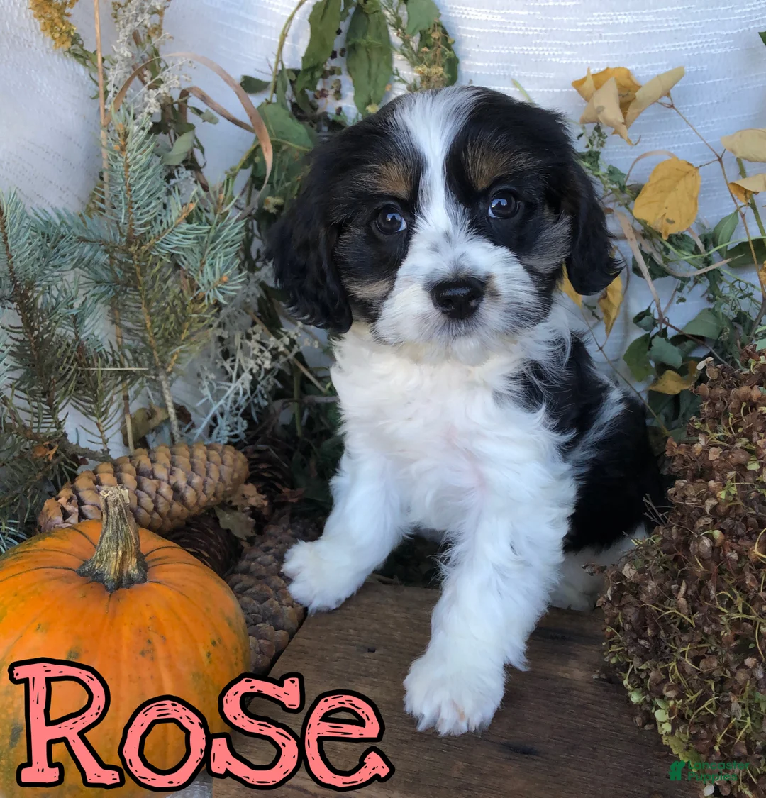 Mixed Breed dogs for sale: Mixed Breed 3 - Ad 3