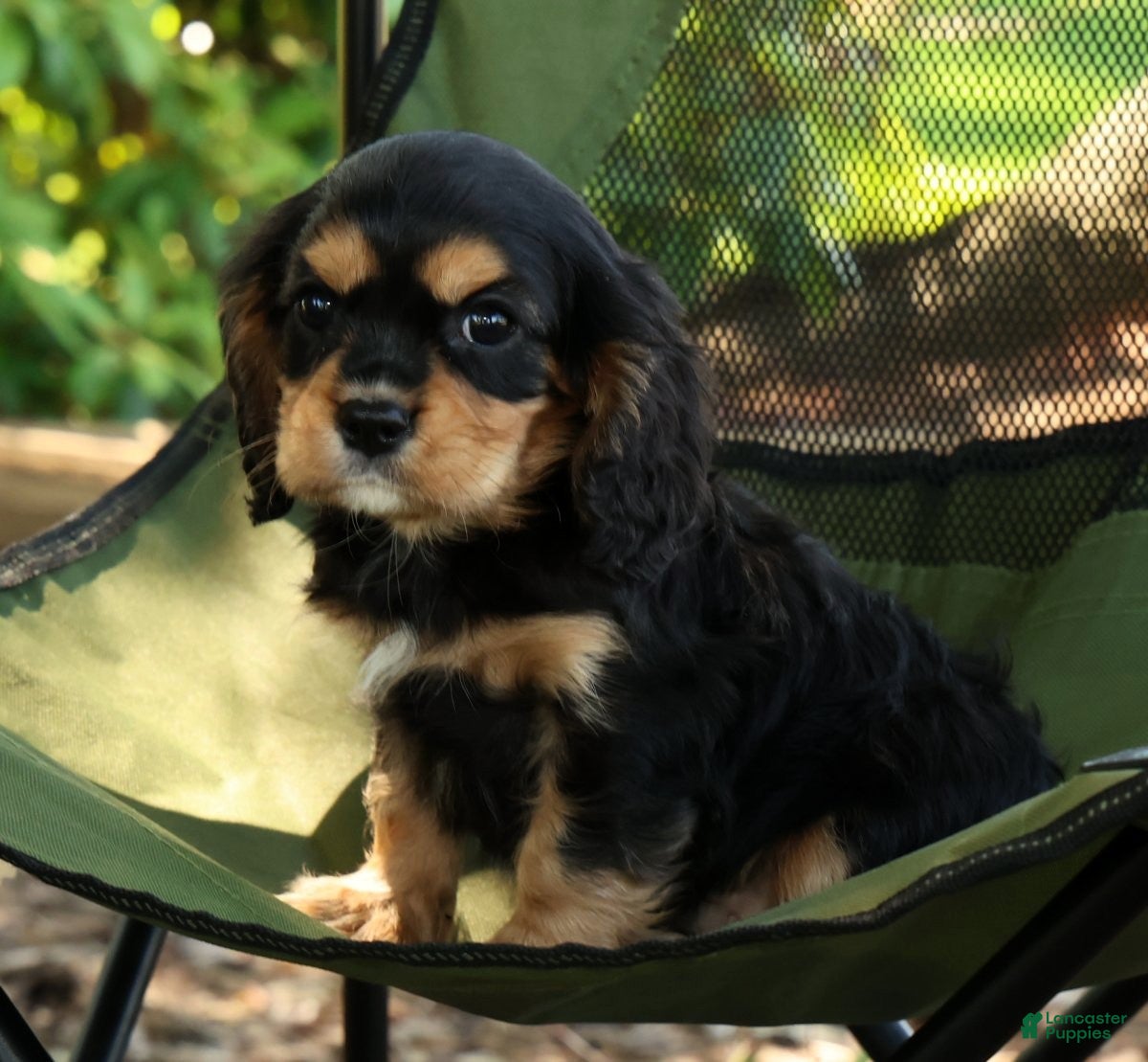 Cavalier King Charles Spaniel dogs for sale: Carson - Ad 4