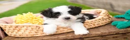 Havanese dogs for sale: Princeton - Ad 4