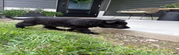 German Shepherd dogs for sale: Mav - Ad 4