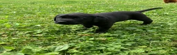 Labrador Retriever dogs for sale: Patriot  - Ad 5