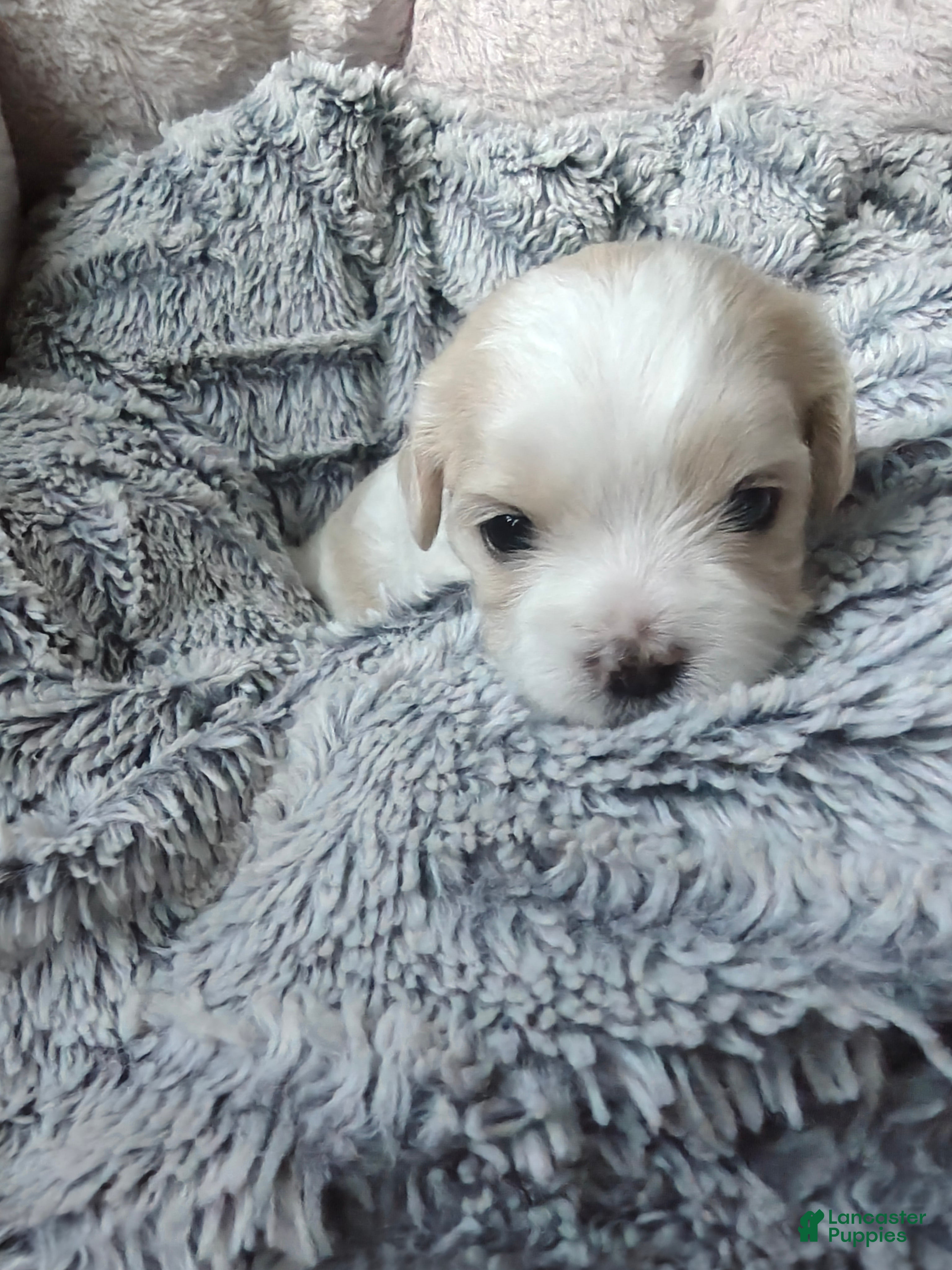 Mixed Breed dogs for sale: Chai - Ad 2