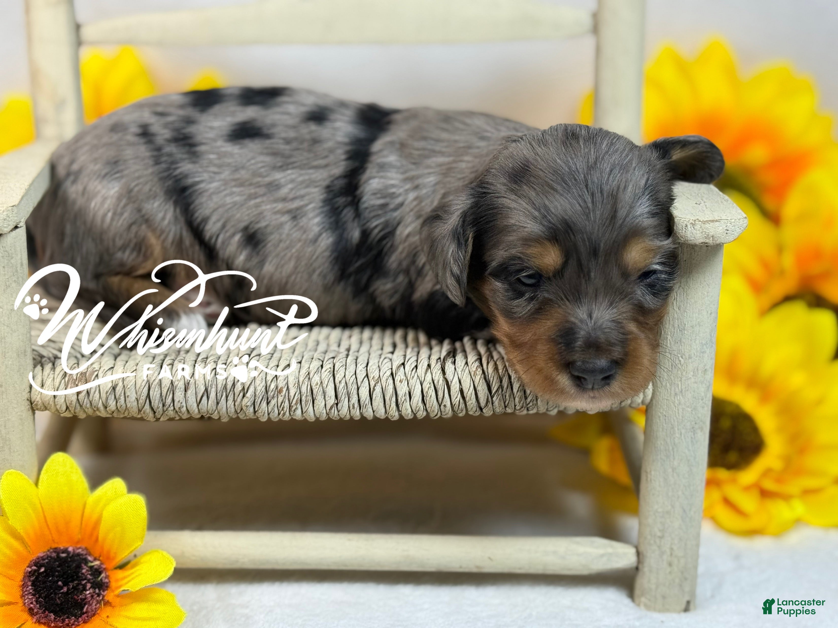 Miniature Dachshund dogs Sold - Ad 34