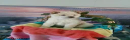 Shiba Inu dogs for sale: Frisky - Ad 5