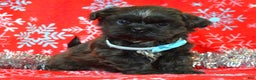 Shih Tzu dogs for sale: Toby - Ad 7